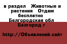  в раздел : Животные и растения » Отдам бесплатно . Белгородская обл.,Белгород г.